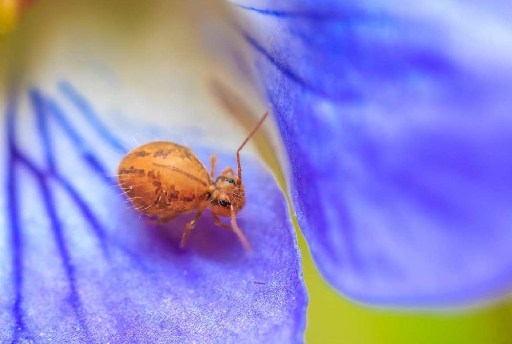 Felhívás – A mikrovilág csodái rajzpályázat